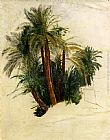 Trees Wall Art - Study Of Palm Trees